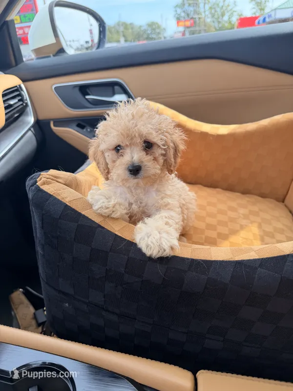 Roscoe  – Miniature Goldendoodle puppy for sale in Michigan City, IN