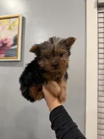 Frito, a male Yorkshire Terrier for sale in Michigan City, IN – 3 of 5