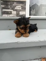 Bear , a male Yorkshire Terrier for sale in Michigan City, IN – 4 of 4