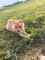 Papi, a male Pomchi for sale in Michigan City, IN – 3 of 4