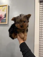 Frito, a male Yorkshire Terrier for sale in Michigan City, IN – 2 of 5