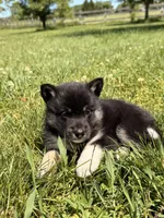 Sammy, a male Pomsky for sale in Michigan City, IN – 4 of 4