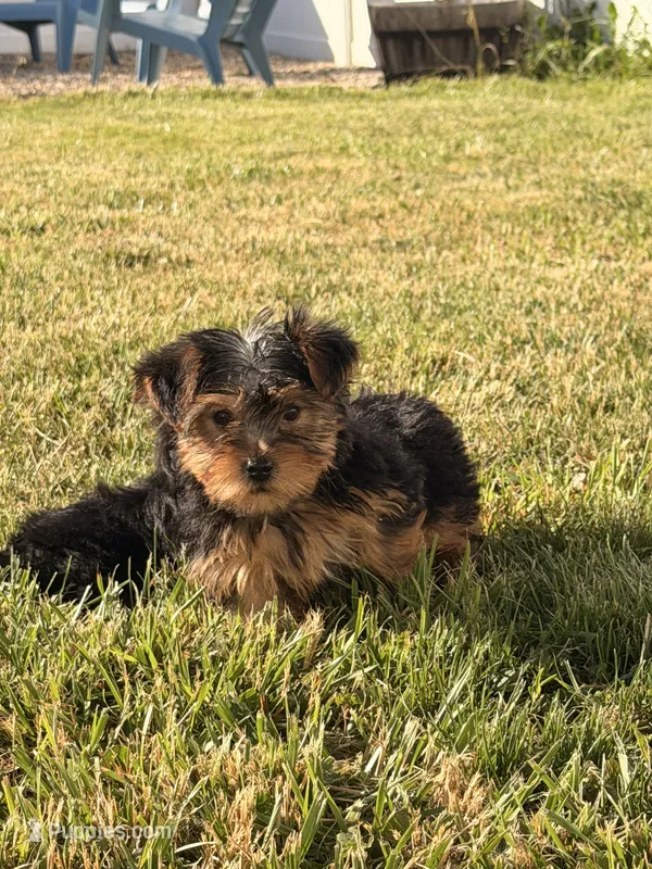 Jasper – Yorkshire Terrier puppy for sale in Michigan City, IN