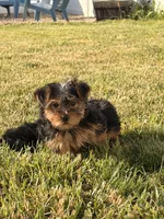 Jasper, a male Yorkshire Terrier for sale in Michigan City, IN – 1 of 3