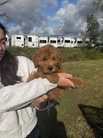 Channel, a female Miniature Goldendoodle for sale in Michigan City, IN – 5 of 5