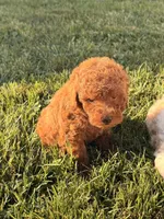 Felix, a male Miniature Goldendoodle for sale in Michigan City, IN – 3 of 5