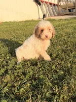 Jenna, a female Miniature Goldendoodle for sale in Michigan City, IN – 7 of 7