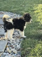 Tina, a male Poodle - Miniature  for sale in Michigan City, IN – Photo 2 of 4