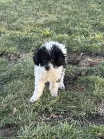 Tina, a male Poodle - Miniature  for sale in Michigan City, IN – Photo 3 of 4