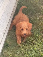 Misty, a female Miniature Goldendoodle for sale in Michigan City, IN – 3 of 4