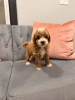 Max, a male Miniature Goldendoodle for sale in Michigan City, IN – 2 of 4