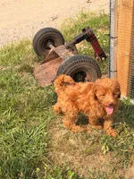Opal, a female Miniature Goldendoodle for sale in Michigan City, IN – 4 of 6