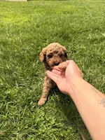 Ricky, a male Miniature Goldendoodle for sale in Michigan City, IN – 3 of 4