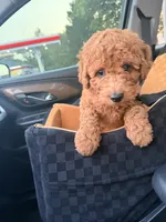 Rio, a female Miniature Goldendoodle for sale in Michigan City, IN – 4 of 6