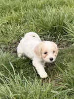 Danny, a male Cockapoo for sale in Michigan City, IN – Photo 2 of 4