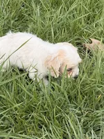 Danny, a male Cockapoo for sale in Michigan City, IN – Photo 3 of 4
