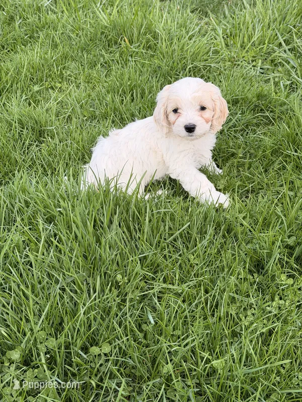 Danny, a male Cockapoo for sale in Michigan City, IN – Photo 1 of 4
