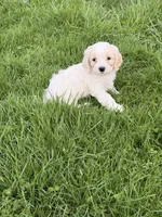 Danny, a male Cockapoo for sale in Michigan City, IN – Photo 1 of 4