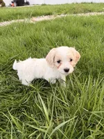 Danny, a male Cockapoo for sale in Michigan City, IN – Photo 4 of 4