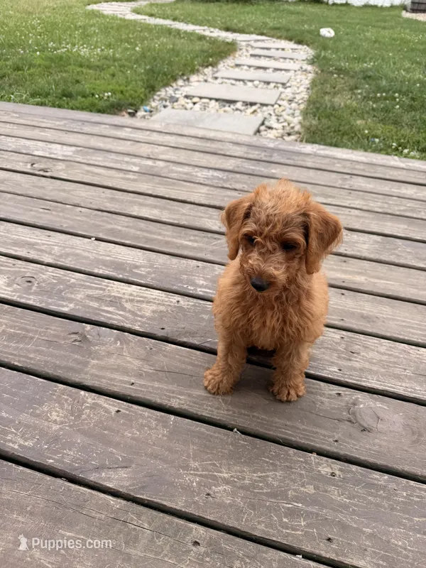 Misty – Miniature Goldendoodle puppy for sale in Michigan City, IN