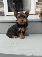 Bandit , a male Yorkshire Terrier for sale in Michigan City, IN – 2 of 4