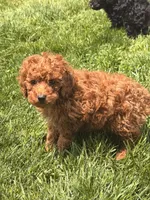 Ceecee, a female Poodle - Toy  for sale in Michigan City, IN – 3 of 3