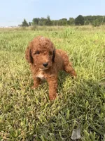 Alvin, a male Miniature Goldendoodle for sale in Michigan City, IN – 2 of 6