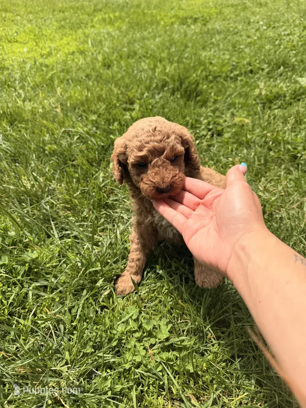 Ricky – Miniature Goldendoodle puppy for sale in Michigan City, IN