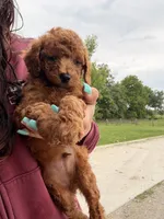 Sparky , a male Miniature Goldendoodle for sale in Michigan City, IN – 4 of 4