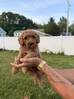 Rambo, a male Miniature Goldendoodle for sale in Michigan City, IN – 4 of 5