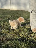 Jack, a male Miniature Goldendoodle for sale in Michigan City, IN – Photo 6 of 6
