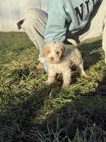 Jack, a male Miniature Goldendoodle for sale in Michigan City, IN – Photo 4 of 6