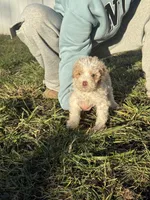Jack, a male Miniature Goldendoodle for sale in Michigan City, IN – Photo 5 of 6