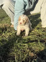 Jack, a male Miniature Goldendoodle for sale in Michigan City, IN – Photo 3 of 6