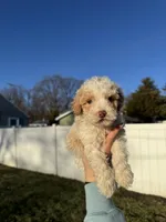 Jack, a male Miniature Goldendoodle for sale in Michigan City, IN – Photo 1 of 6