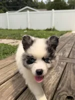 Koda, a male Pomsky for sale in Michigan City, IN – 3 of 4