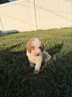 Finn, a male Miniature Goldendoodle for sale in Michigan City, IN – 5 of 7