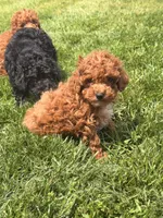 Danny, a female Poodle - Toy  for sale in Michigan City, IN – 3 of 4