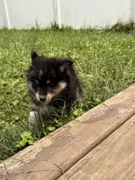 Shiloh, a male Pomsky for sale in Michigan City, IN – 2 of 5