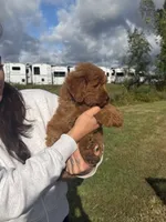 Reba, a female Miniature Goldendoodle for sale in Michigan City, IN – 4 of 5