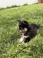 Shiloh, a male Pomsky for sale in Michigan City, IN – 4 of 5