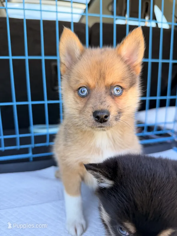 Oso – Pomsky puppy for sale in Michigan City, IN