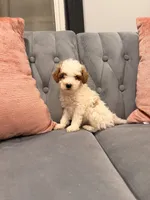 Jack, a male Miniature Goldendoodle for sale in Michigan City, IN – 4 of 4