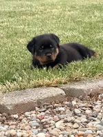 Buddy, a male Rottweiler for sale in Michigan City, IN – 4 of 4