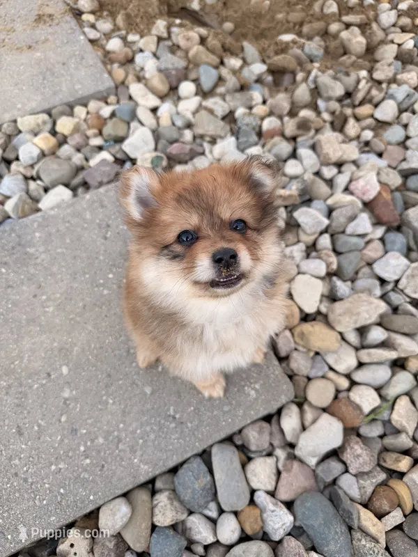 Bambi – Pomeranian puppy for sale in Michigan City, IN