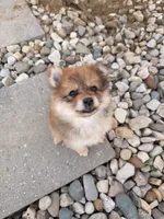 Bambi, a female Pomeranian for sale in Michigan City, IN – 1 of 5