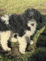 Rowdy, a male Poodle - Miniature  for sale in Michigan City, IN – Photo 1 of 4