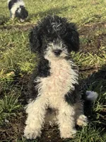 Rowdy, a male Poodle - Miniature  for sale in Michigan City, IN – Photo 2 of 4