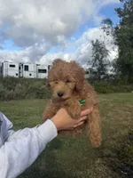 Topher, a female Miniature Goldendoodle for sale in Michigan City, IN – 2 of 4