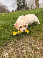 Cindy Lou , a female Miniature Goldendoodle for sale in Michigan City, IN – Photo 4 of 4